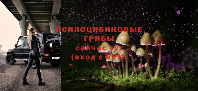 гидра tor  Дивногорск  Галлюциногенные грибы Psilocybine cubensis 